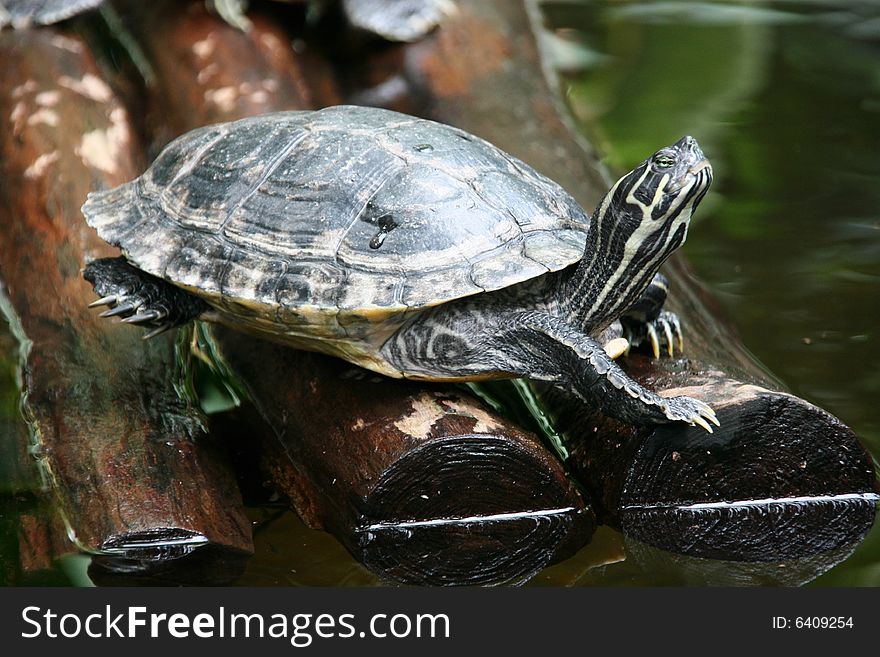 Turtle sitting on a raft of wood