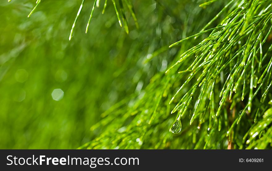 Wet Needle Shaped Leaves of a tree after a tropical shower