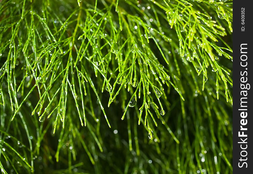 Wet Needle Shaped Leaves of a tree after a tropical shower