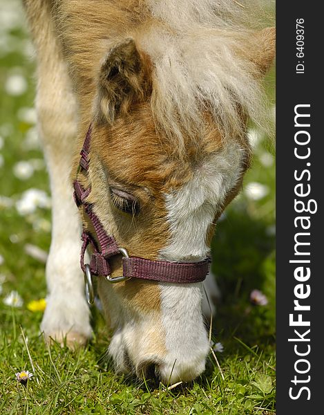 A sweet young horse is eating green grass. A sweet young horse is eating green grass