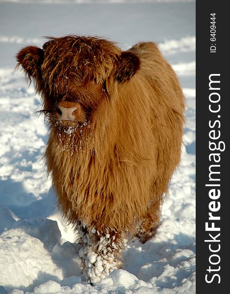 Young cow at winter time