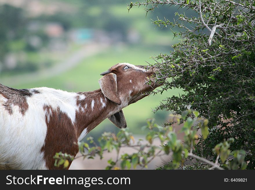 Asian goat Eating Acacia Leaves. Asian goat Eating Acacia Leaves