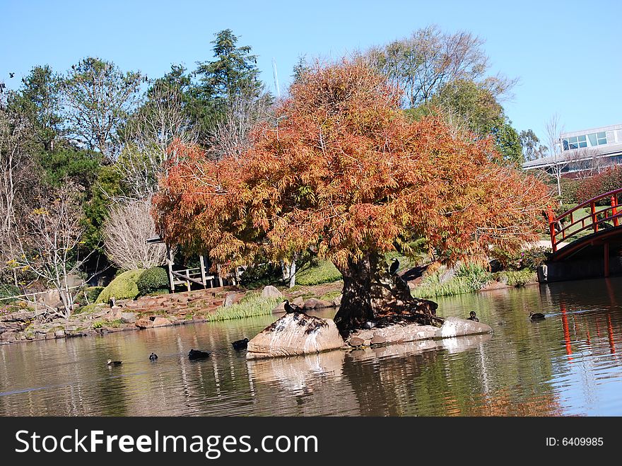 Japanese Garden lone tree in water. Japanese Garden lone tree in water