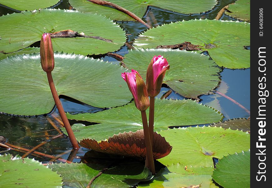 Lotus flower and buds with green leaf over water. Lotus flower and buds with green leaf over water.
