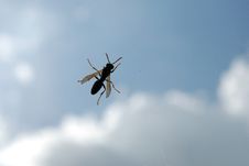 Wasp Stock Photography