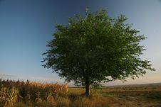 Tree In A Field Stock Photography Tree In A Field Stock Photography