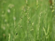 Meadow Grass Royalty Free Stock Photography Meadow Grass Royalty Free Stock Photography