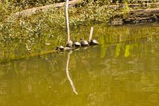 Five Turtles Stock Image Five Turtles Stock Image