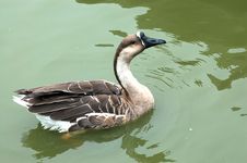 Wild Goose Royalty Free Stock Photography
