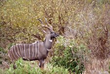 Kudu Waiting Stock Photography