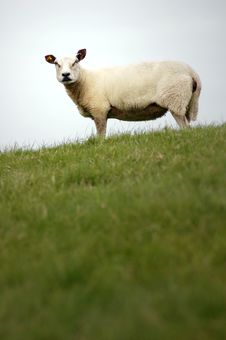 Sheep On A Dike Stock Photos Sheep On A Dike Stock Photos