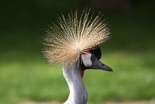 Crowned Crane Royalty Free Stock Image Crowned Crane Royalty Free Stock Image