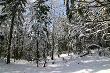 Winter In The Forrest Royalty Free Stock Photo