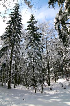 Winter In The Forrest Royalty Free Stock Images Winter In The Forrest Royalty Free Stock Images