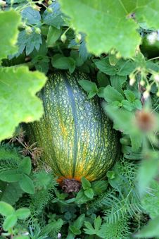 Green Pumpkin Royalty Free Stock Photography Green Pumpkin Royalty Free Stock Photography