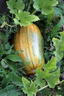 Green Pumpkin Royalty Free Stock Photography Green Pumpkin Royalty Free Stock Photography