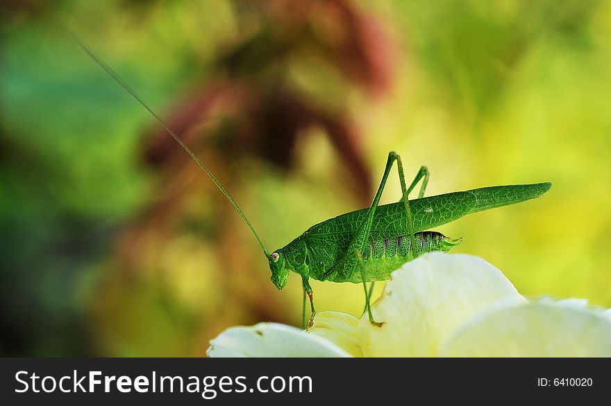 Close up of grasshopper on flower