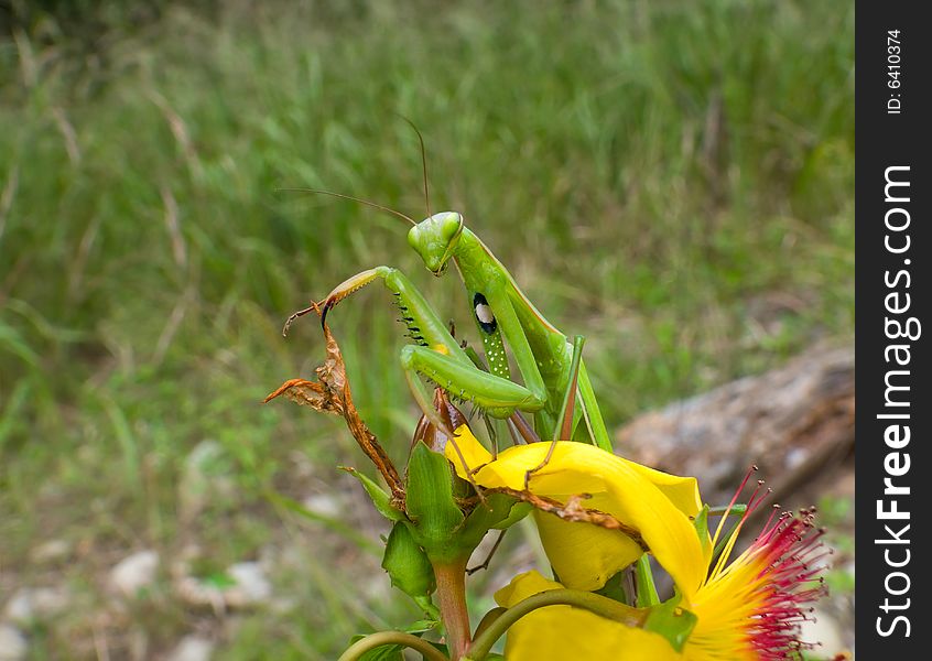 A close-up of the mantis on flower of a hypericum. A close-up of the mantis on flower of a hypericum.