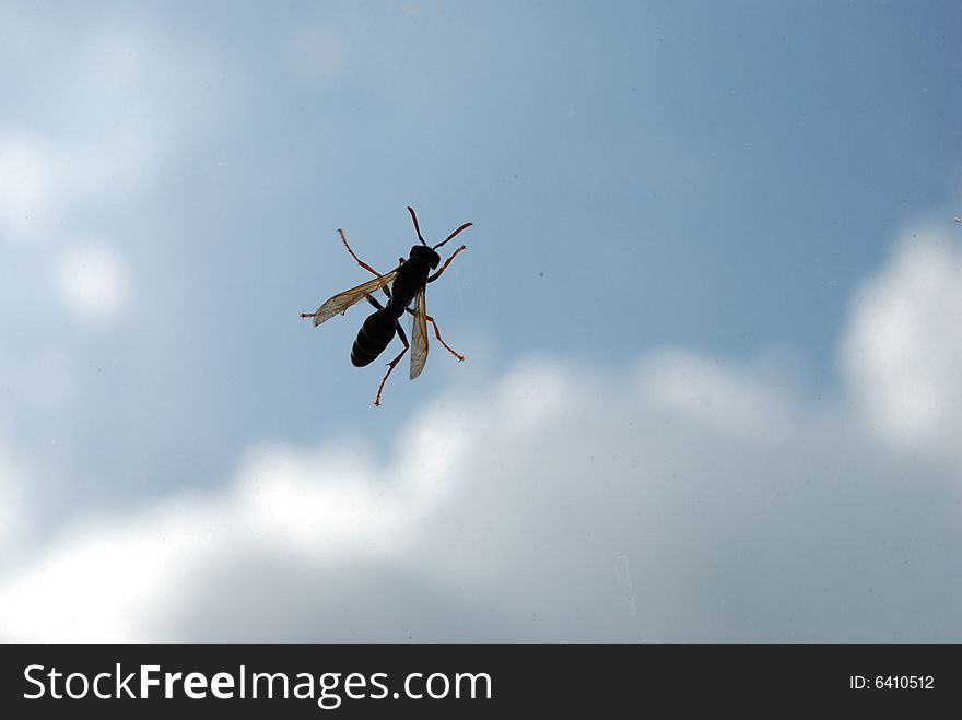Wasp profile on sky background