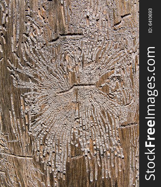 A close-up of texture of dry old tree without bark and with the many dints of bark beetles on surface. Russian Far East, Primorye. A close-up of texture of dry old tree without bark and with the many dints of bark beetles on surface. Russian Far East, Primorye.