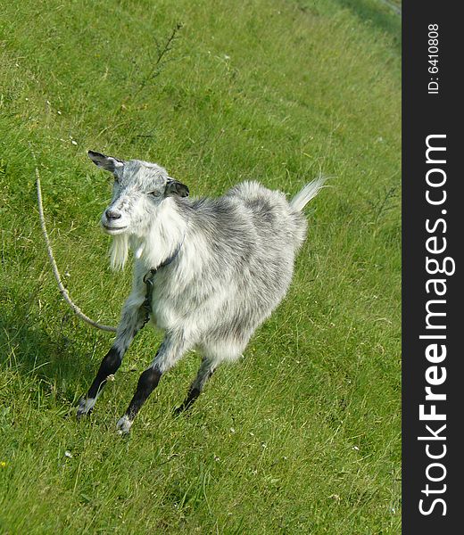 Light grey goat tied to a rope in field