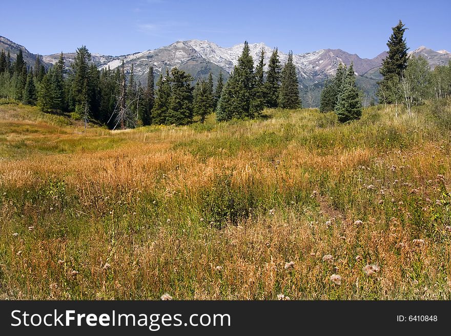 Mountain Meadow in the early fall with blue sky