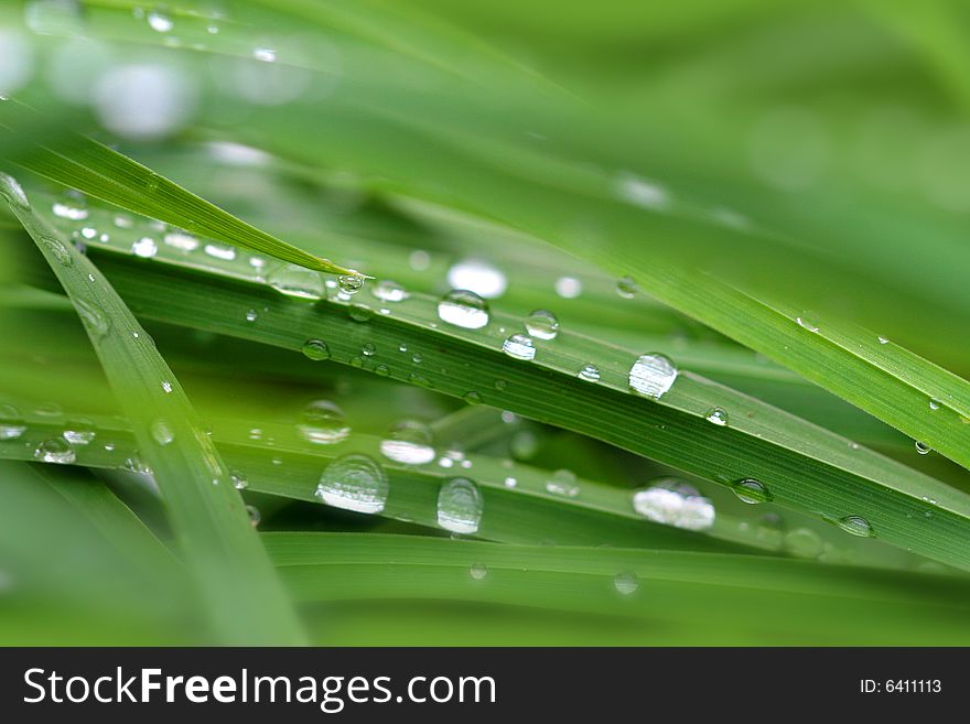 Photo of dewdrops on the sappy grass. Photo of dewdrops on the sappy grass