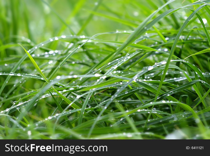 Morning Dew On The Grass