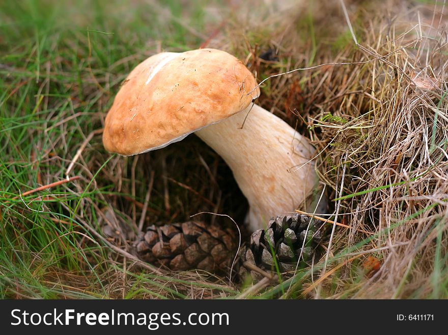Photo representative of the fungus in the forest. Photo representative of the fungus in the forest