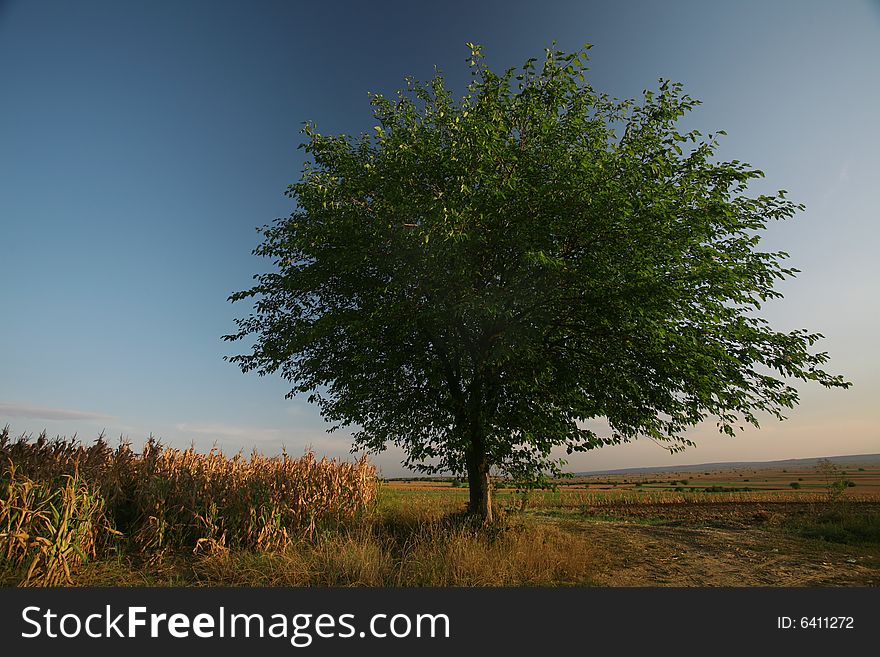 Tree in a field