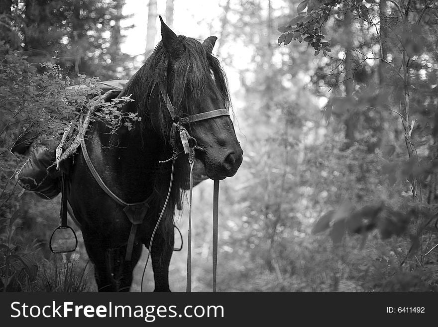 Standing horse in a forest, summer, black and white picture. Standing horse in a forest, summer, black and white picture