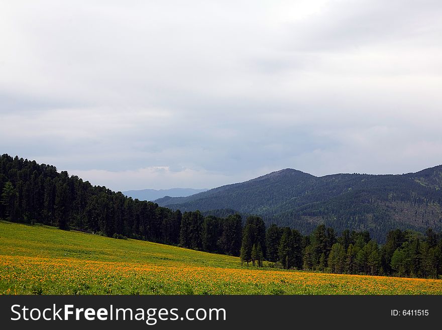 Coniferous forest in high mountains, summer