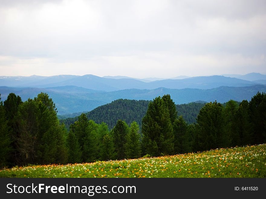 Coniferous forest in high mountains, summer