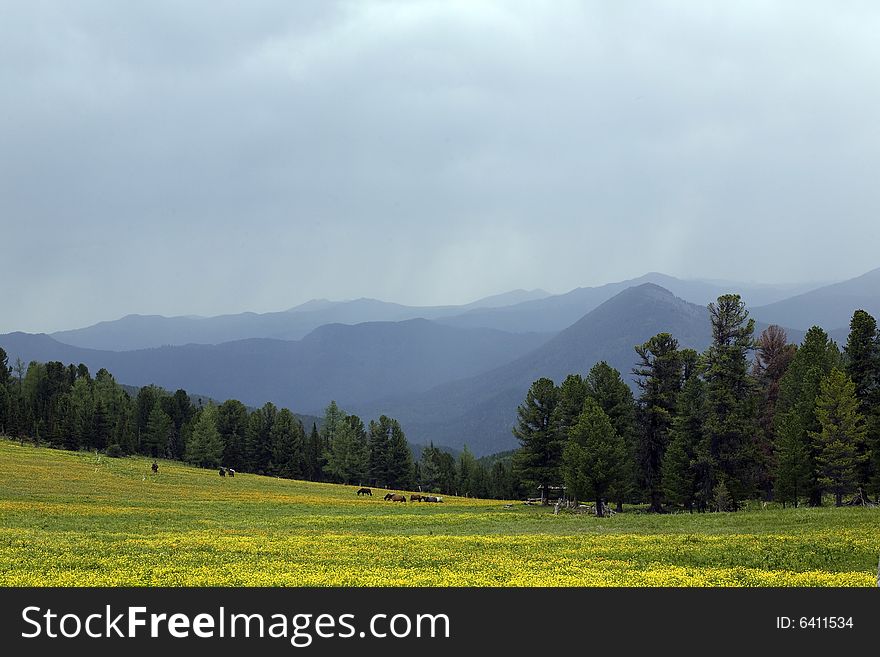 Coniferous forest in high mountains, summer