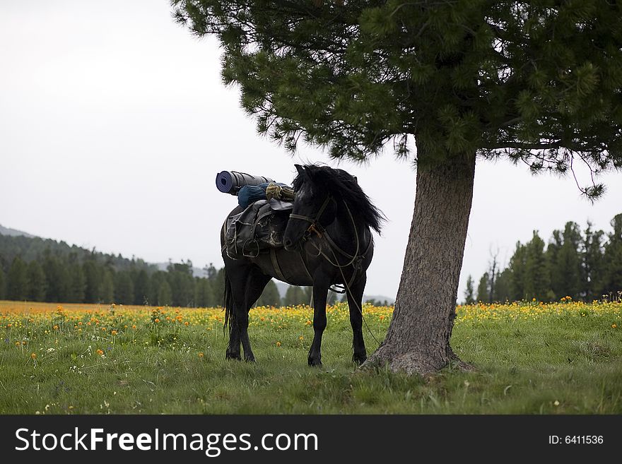 Horse in a green field, summer, mountains. Horse in a green field, summer, mountains