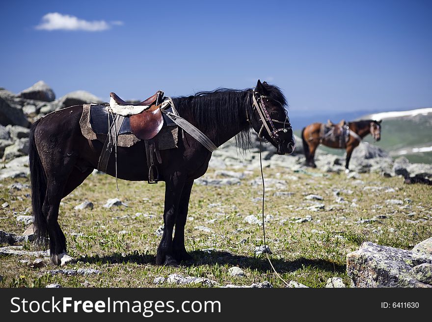 Horse S Portrait In Mountains