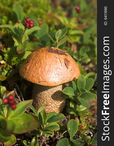 Boletus mushroom in natural surround