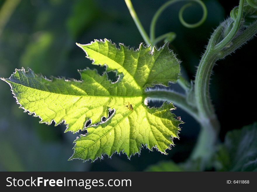 Close up of green leaf, brightly backlit