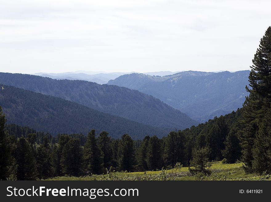 Coniferous forest in high mountains, summer