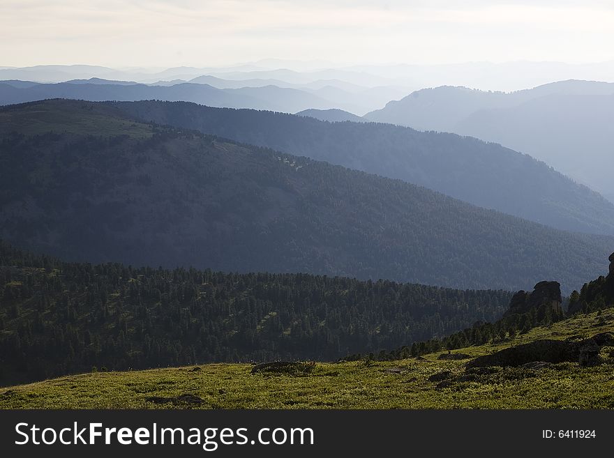 Coniferous forest in high mountains, summer