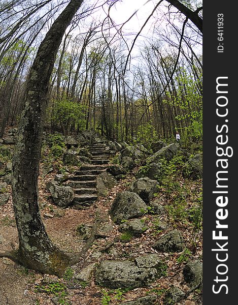 An old clearing in the woods of the Blue Ridge Mountains