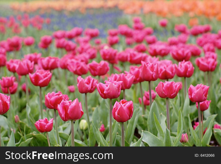 Garden field full of white, red and yellow tulips, horizontal. Kuekenkhof, Holland, Europe. Garden field full of white, red and yellow tulips, horizontal. Kuekenkhof, Holland, Europe