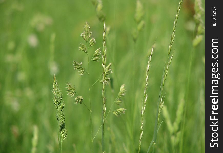 Image of grass in a summer meadow. Image of grass in a summer meadow