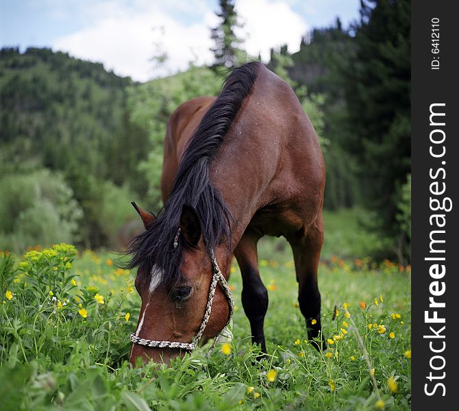 Horse in a green field, summer, mountains. Horse in a green field, summer, mountains