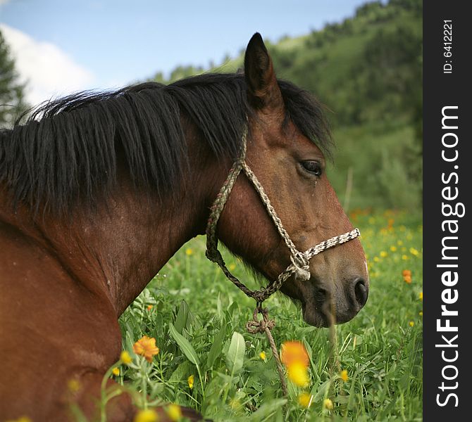 Horse in a green field, summer, mountains. Horse in a green field, summer, mountains