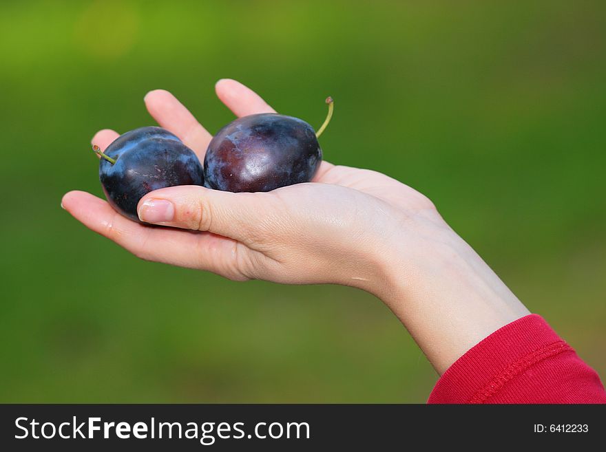 Photo of plums in feminine arms. Photo of plums in feminine arms