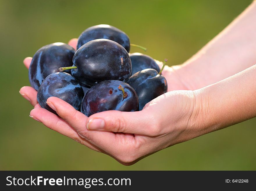 Photo of plums in feminine arms. Photo of plums in feminine arms