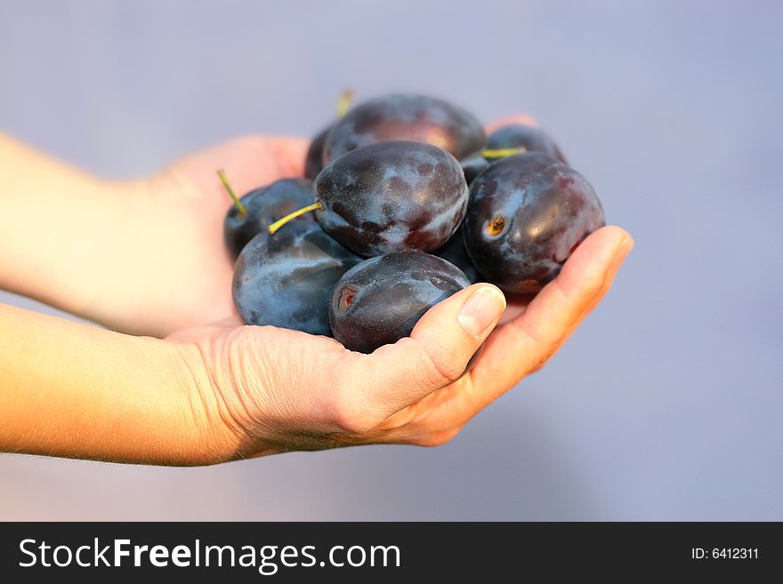 Photo of plums in feminine arms. Photo of plums in feminine arms