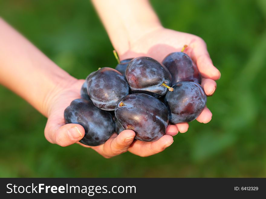 Photo of plums in feminine arms. Photo of plums in feminine arms