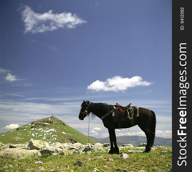 Horse in a rock field, summer, mountains. Horse in a rock field, summer, mountains